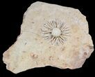 Wide Salenia Urchin Fossil - Late Cretaceous #39143-6